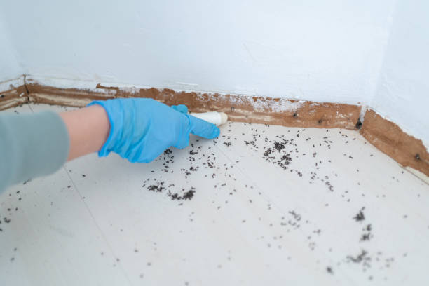 Best Termite Control Services  in Smyrna, TN